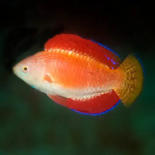 Blue Stripe Dwarf Parrot (Paracheilinus mccoskeri)