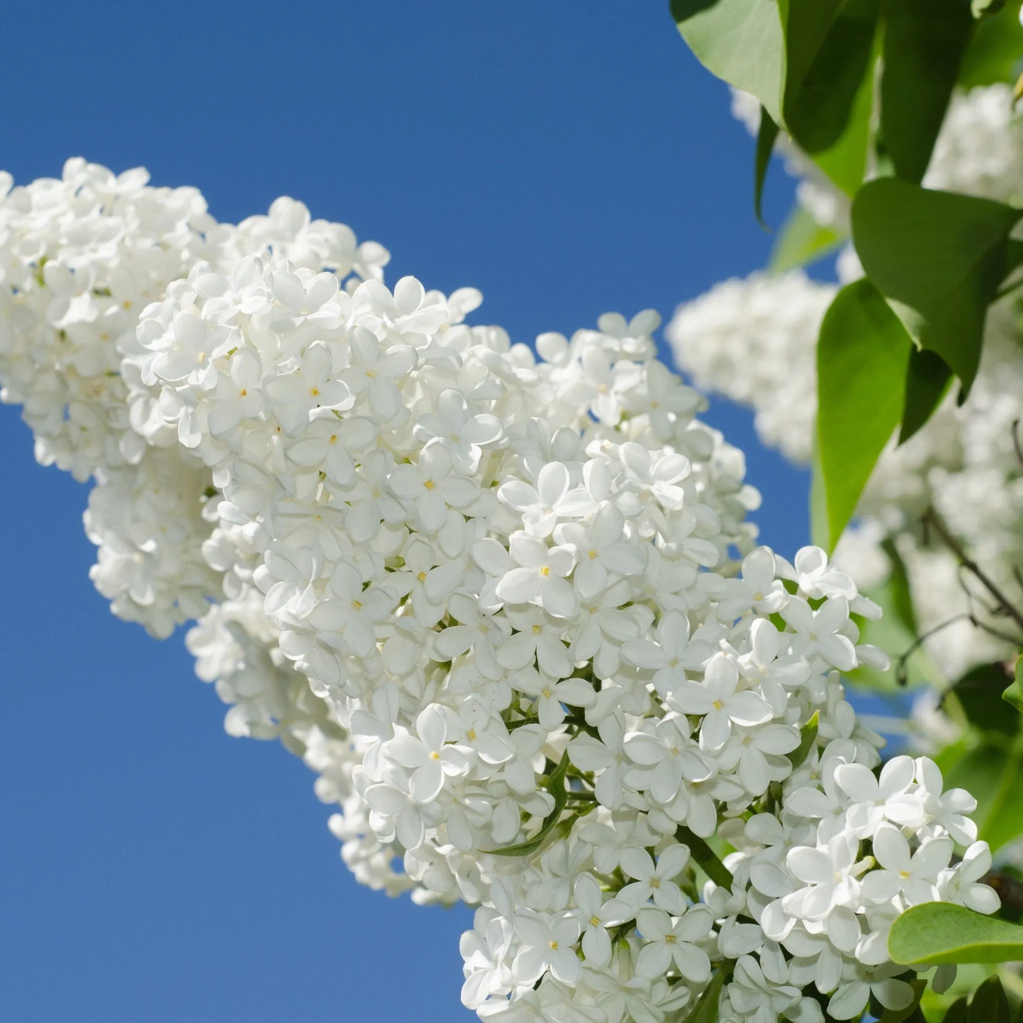 Syringa vulgaris 'Madame Lemoine' (Common Lilac) 2L