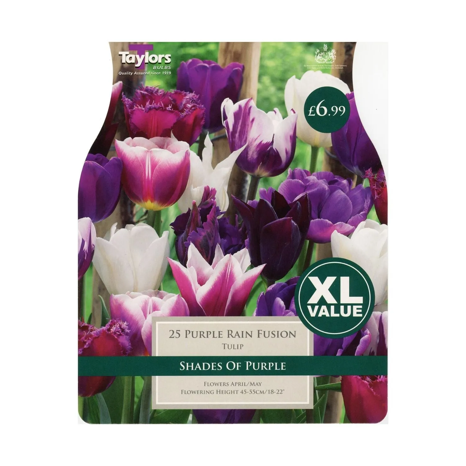 Taylors 20 Purple Rain Fusion Tulip Bulbs - XL Value